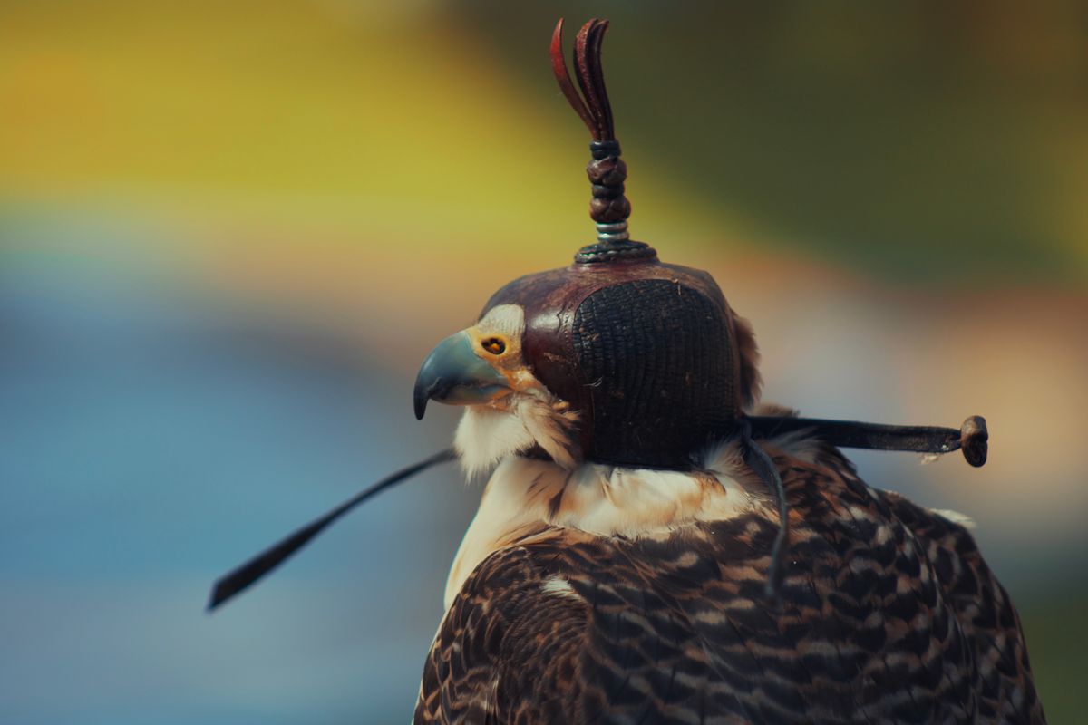 Traditional Emirati falconry, a symbol of heritage